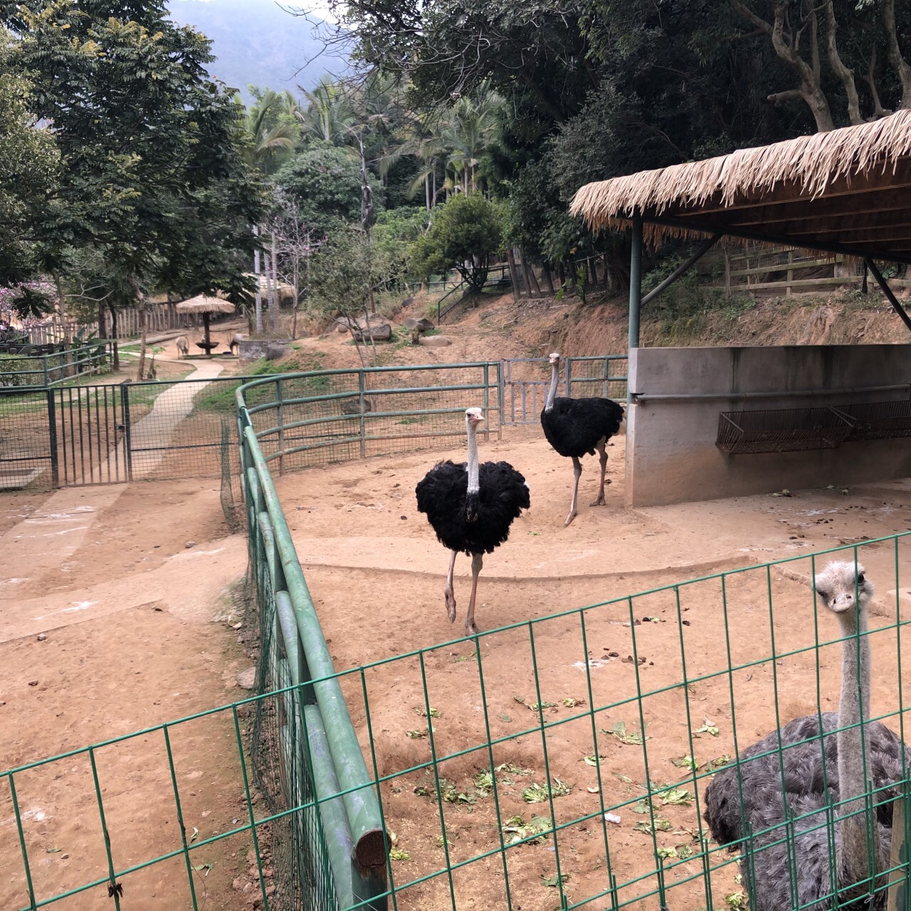 福州動物園