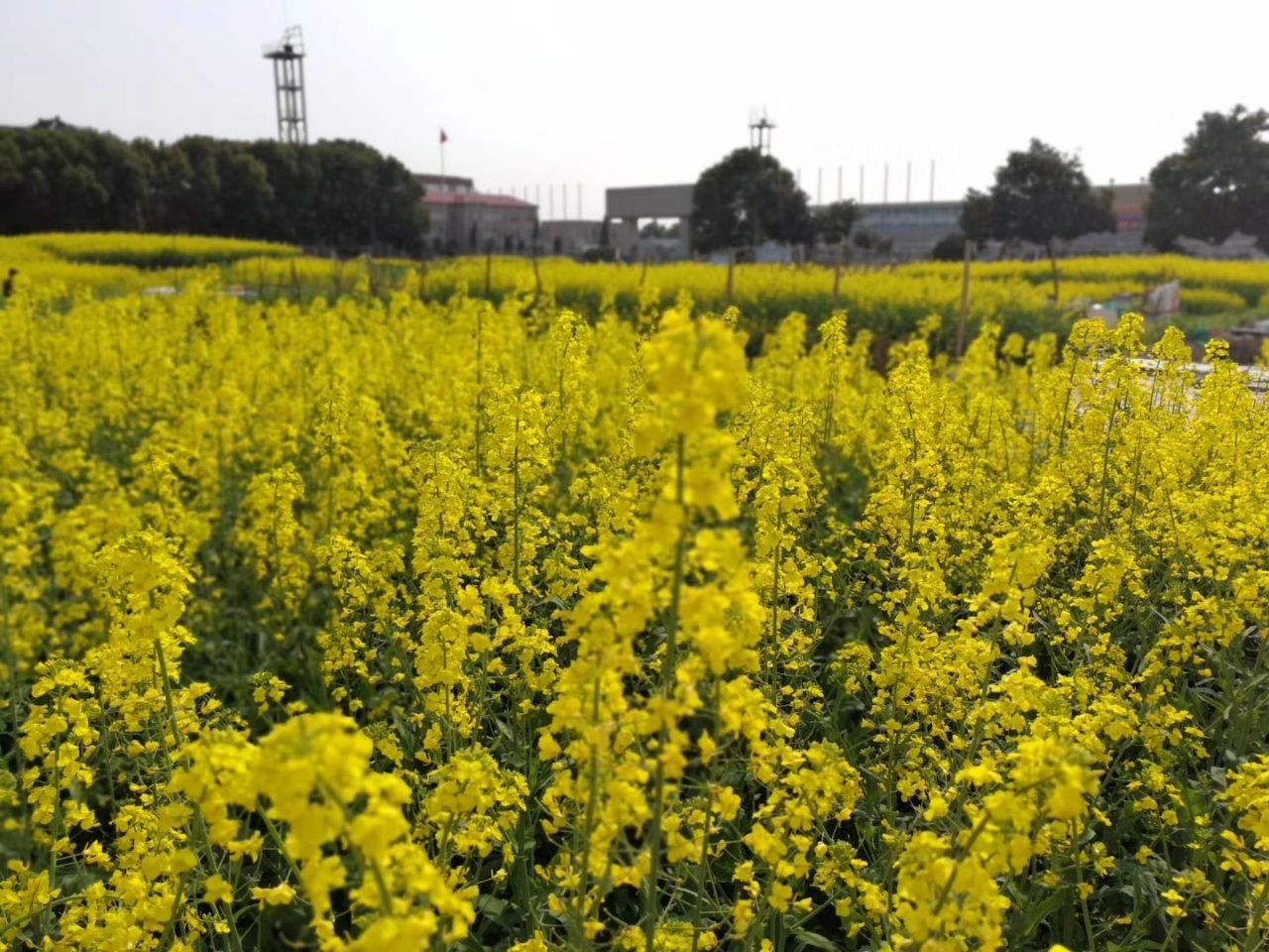 上海奉贤油菜花攻略,上海奉贤油菜花门票/游玩攻略/地址/图片/门票