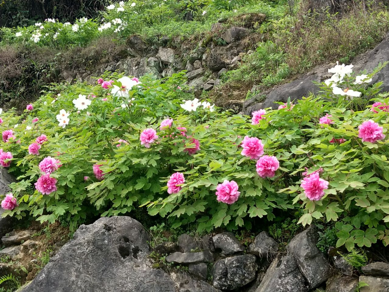 華夏牡丹園