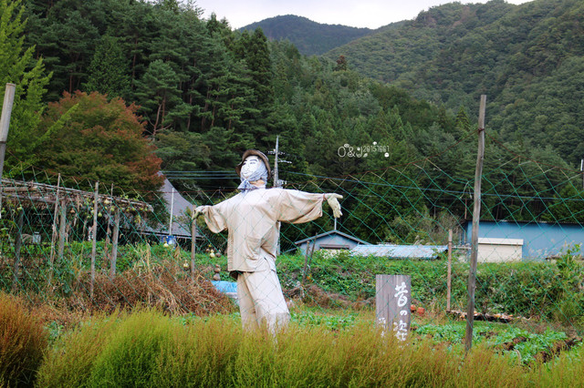 大浪】至极悲凉之季节,深山红叶,掩白扇倒悬。