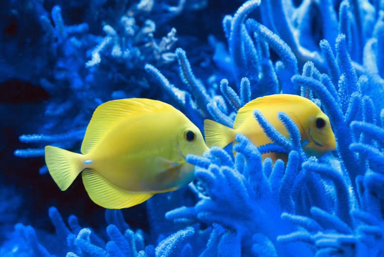 奥克兰凯利塔顿海洋生物水族馆鲨鱼潜水之旅