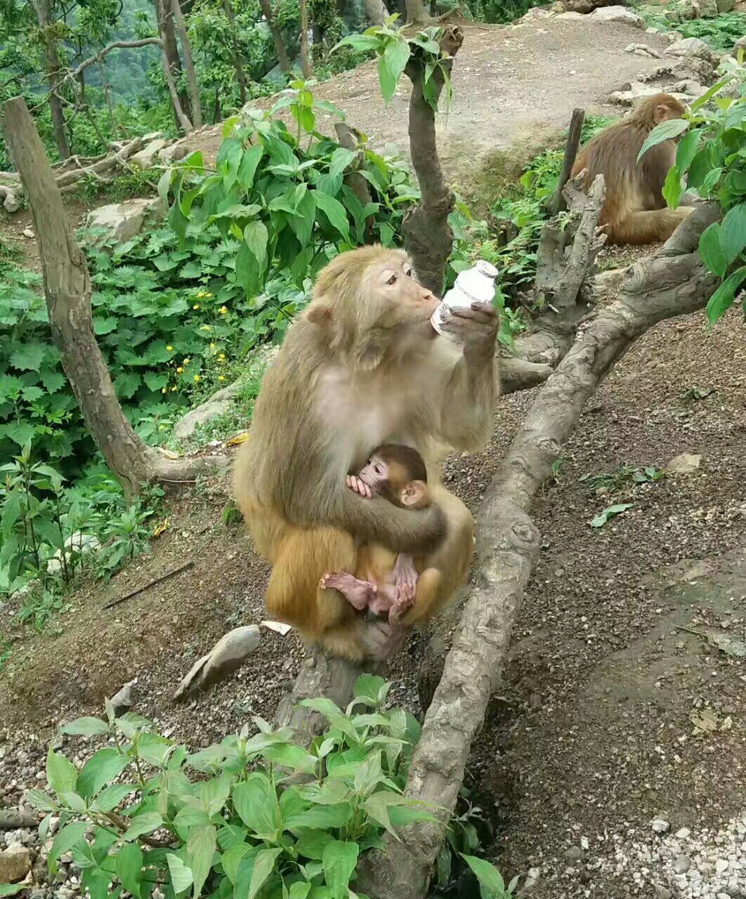 三岭湾猕猴观赏园图片