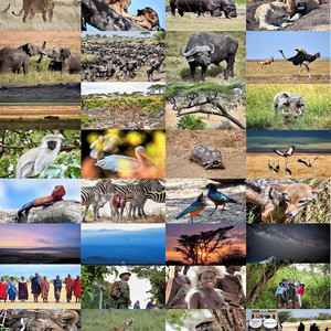 阿鲁沙游记图文-坦桑之旅（1）东非safari13天，我为什么选择坦桑尼亚？