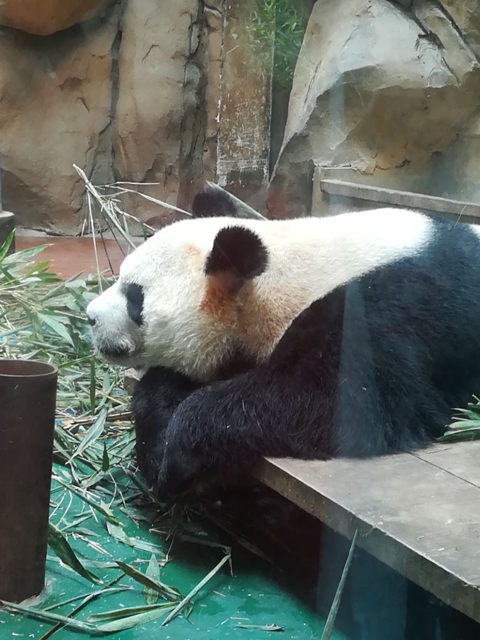 成都動物園