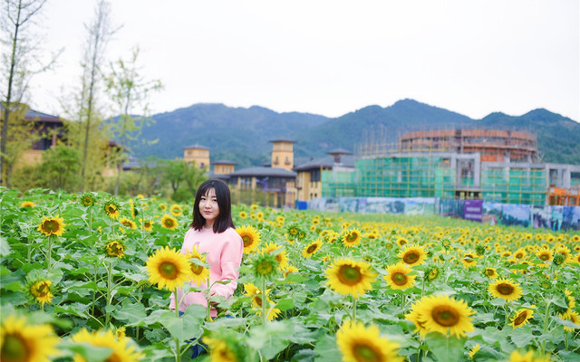 湖北菊花最美的景区在这个地方 种类繁多 你看过吗 湖北游记攻略 携程攻略