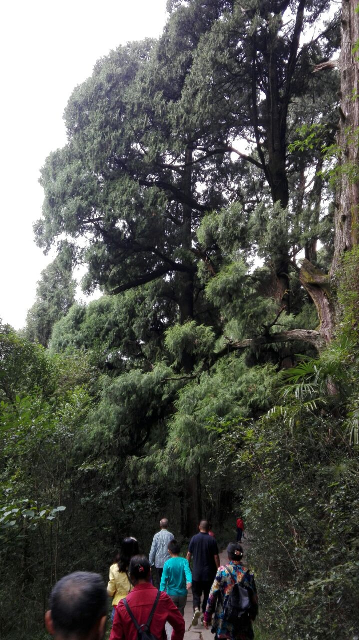 劍閣翠雲廊好玩嗎,劍閣翠雲廊景點怎麼樣_點評_評價【攜程攻略】