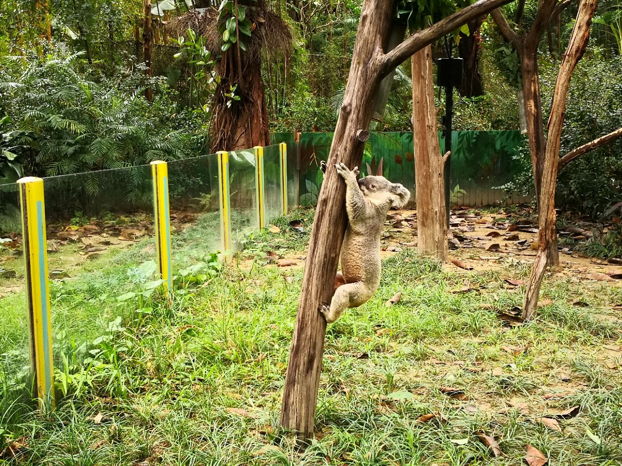 長隆野生動物園及馬戲團,玩一天,怎麼安排合理?