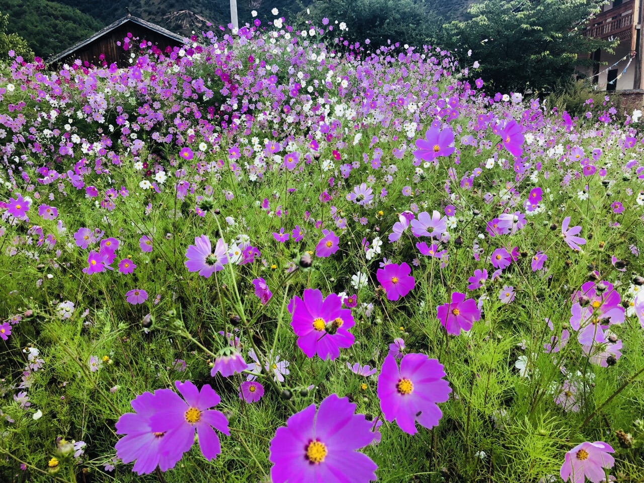 还未完全开发的尼塞,著名的情人树也在此,一个远离喧嚣的摩梭族自然村