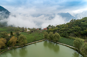 文县游记图文-甘肃陇上江南 碧口马家山也是极品龙井产地