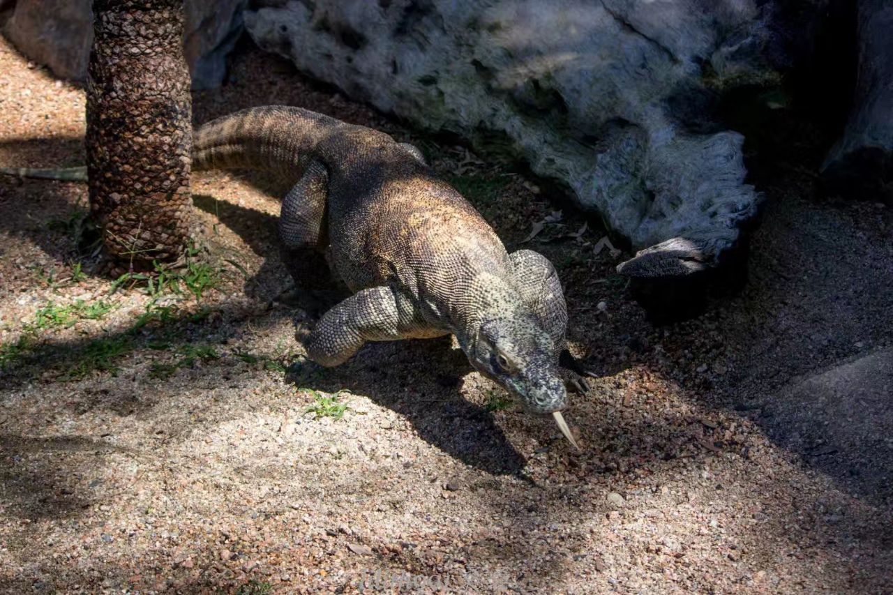 哈特利鳄鱼探险公园