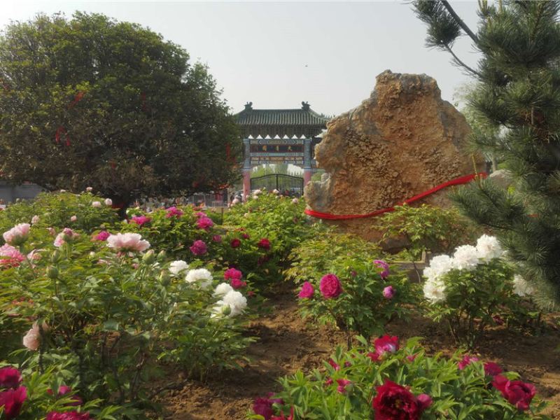 高密天香牡丹园攻略-天香牡丹园门票价格多少钱-团购票价预定优惠