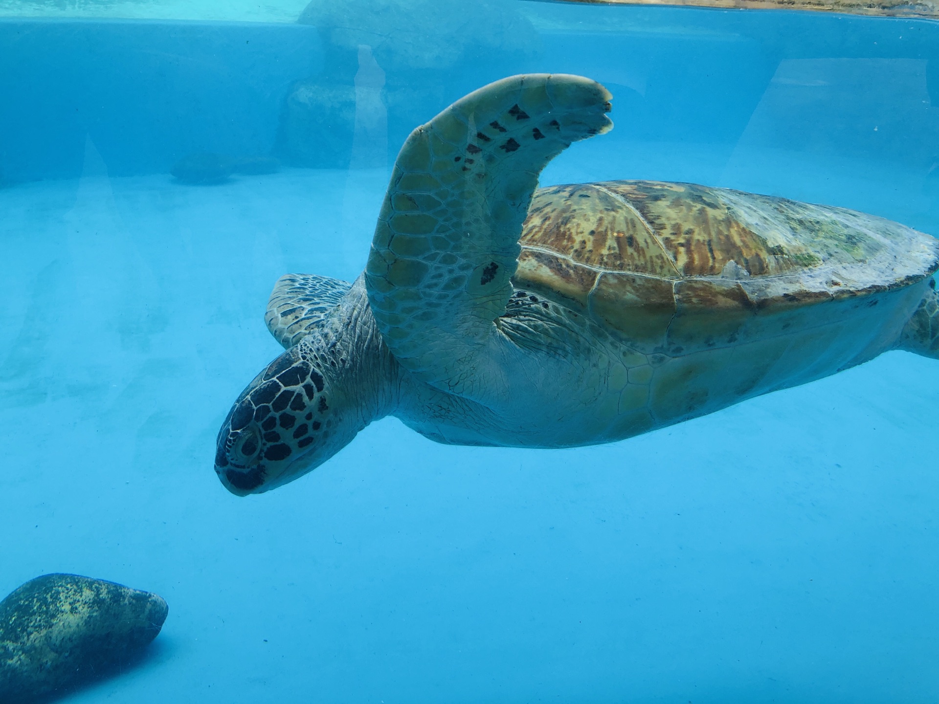 海洋王国玩一天还是两天呢 带2岁小朋友