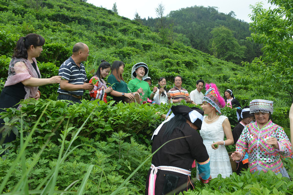 歌唱家唐佩珠贾双飞深入八桂茶叶山为劳动者唱茶歌 歌唱,歌唱家,唐佩,唐佩珠,佩珠