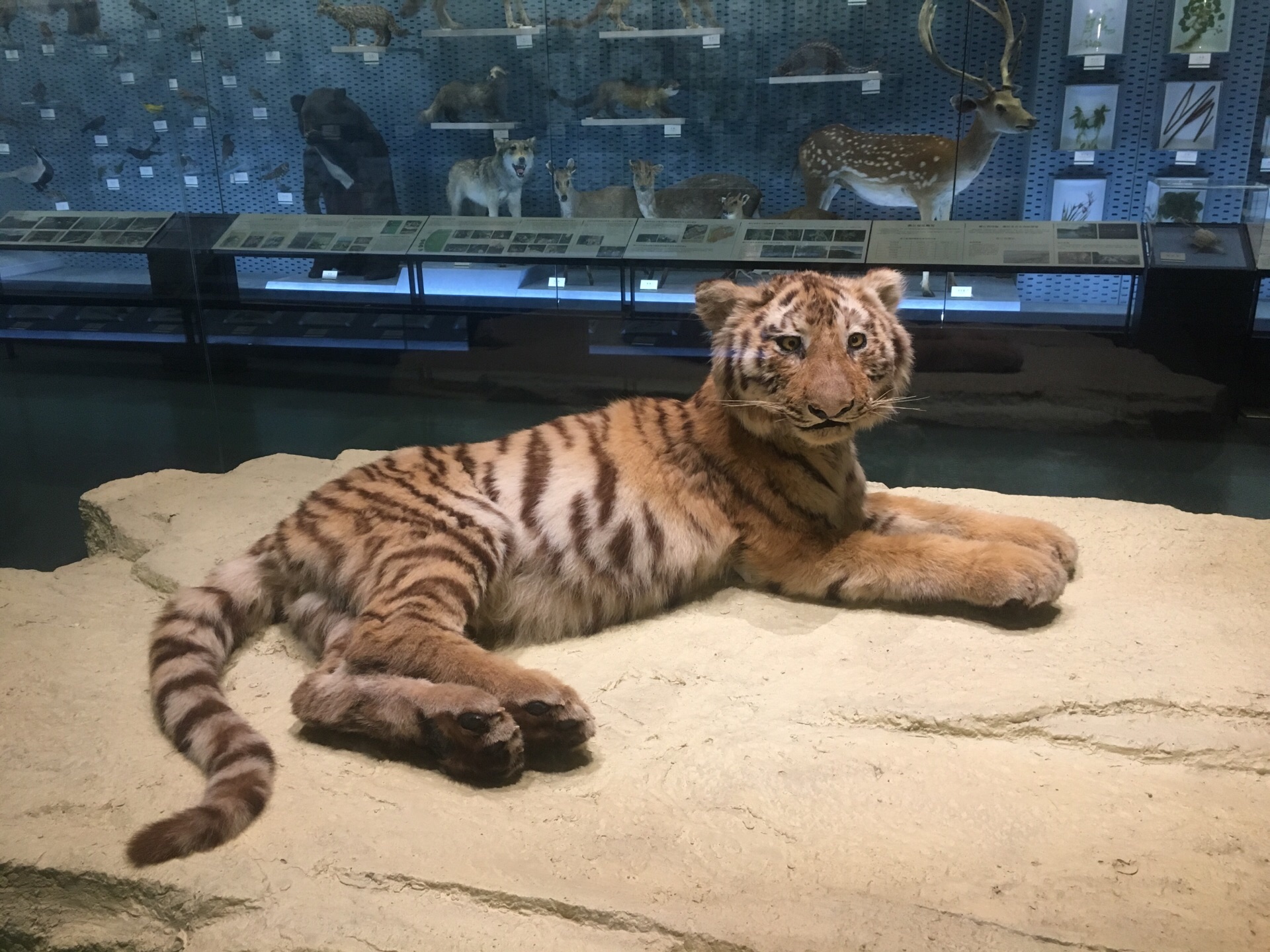 2023浙江自然博物院(杭州馆)游玩攻略,这个自然博物馆不用门票,也.