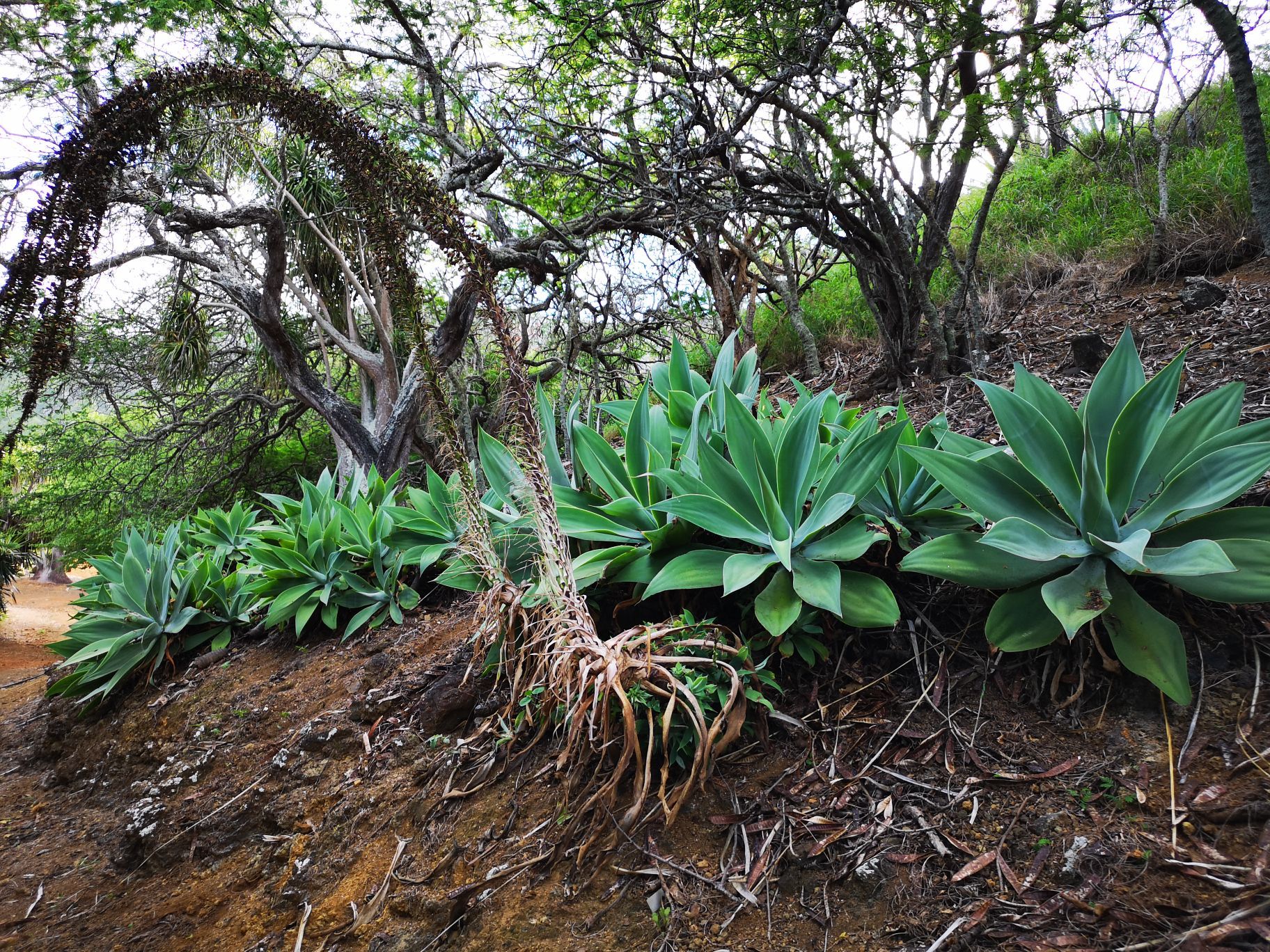 在严酷的火山环境中生长的稀缺植物的顶峰. 库存照片. 图片 包括有 沙漠, 目的地, 寄生虫, 测试, 马德拉岛 - 227689646