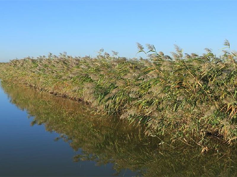 东方华地城湿地图片