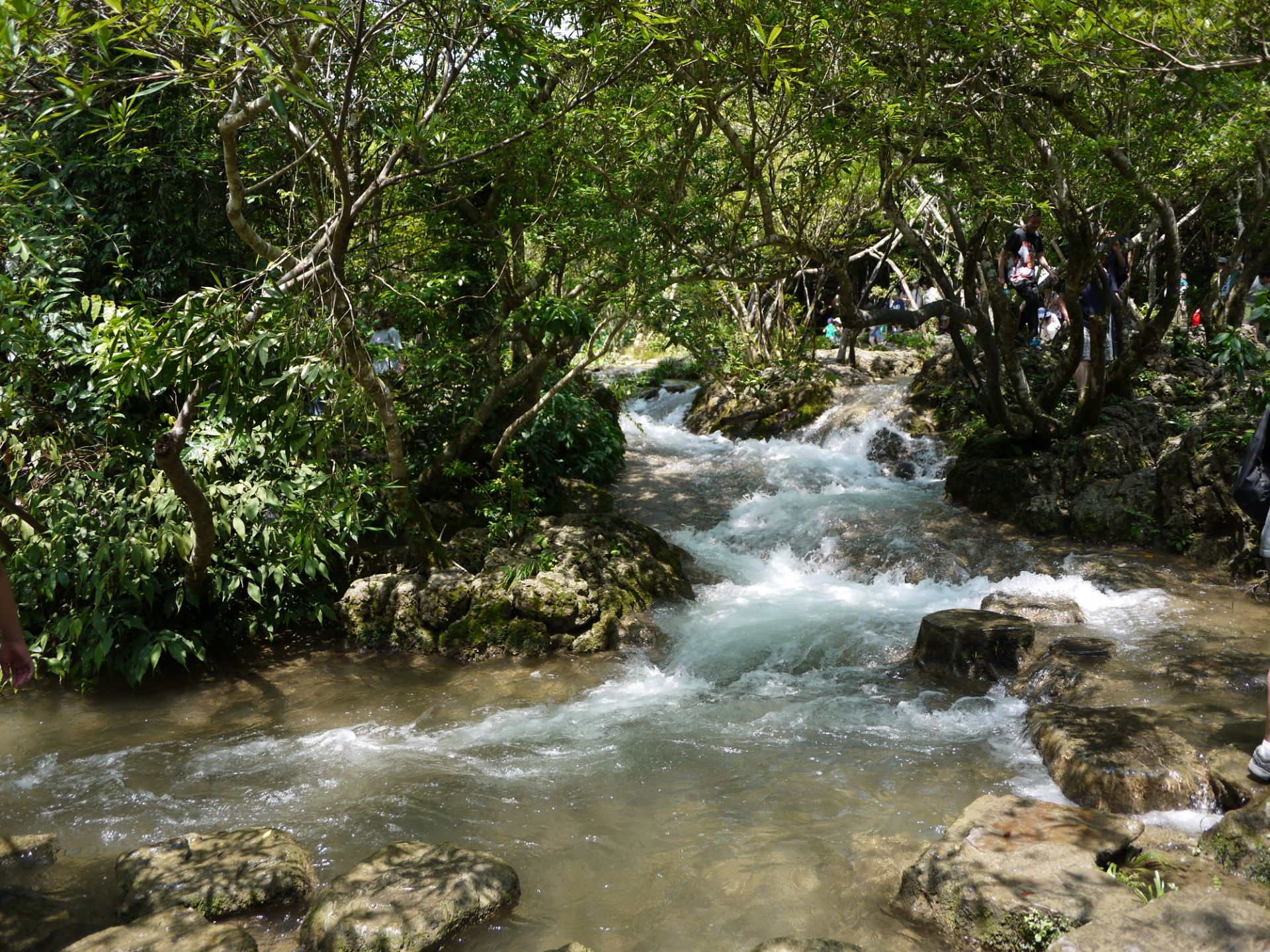 【携程攻略】黔南水上森林景点,水上森林,是小七孔景区里的一个景点