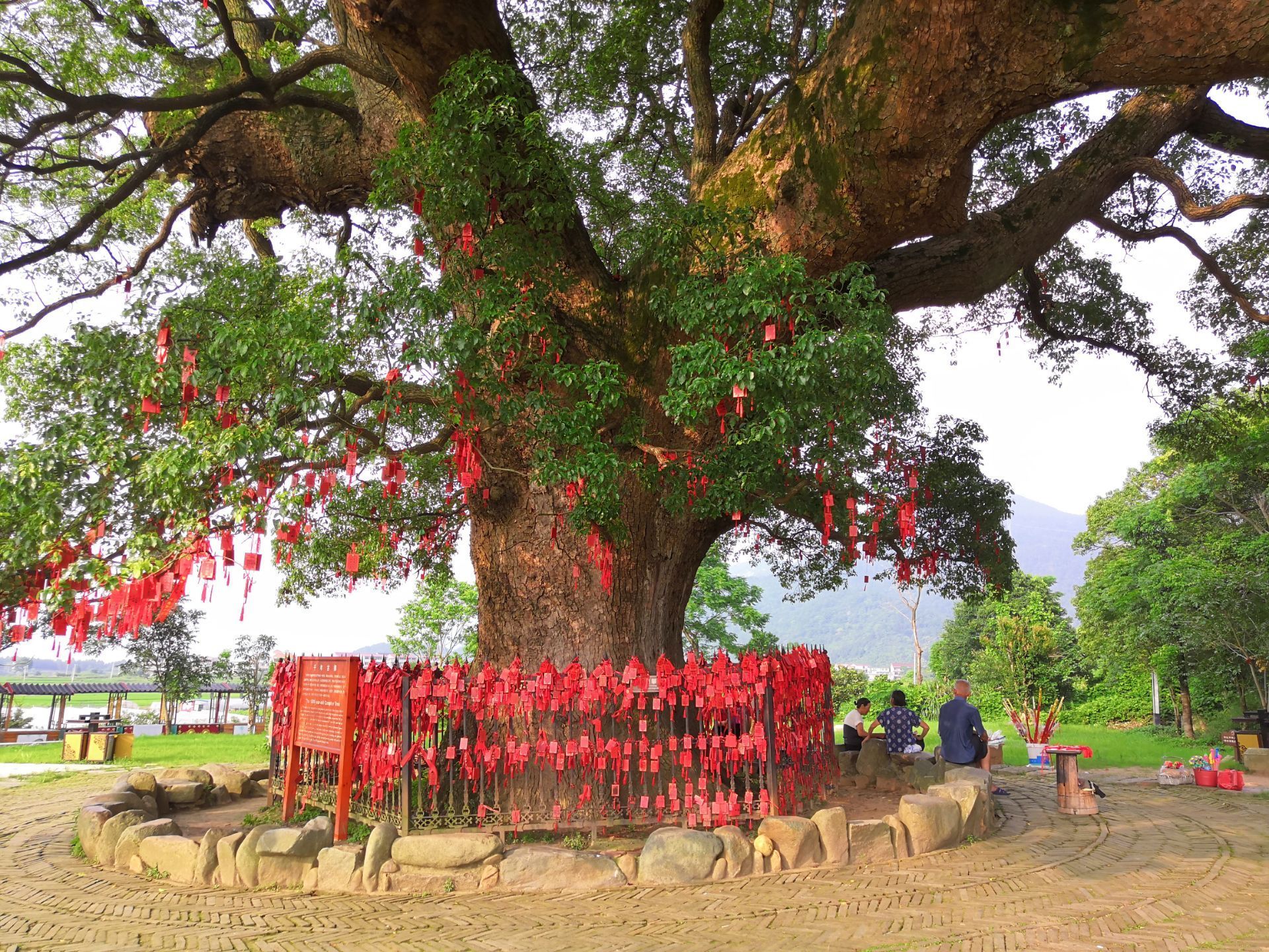 安义古村樟树,樟树_大山谷图库