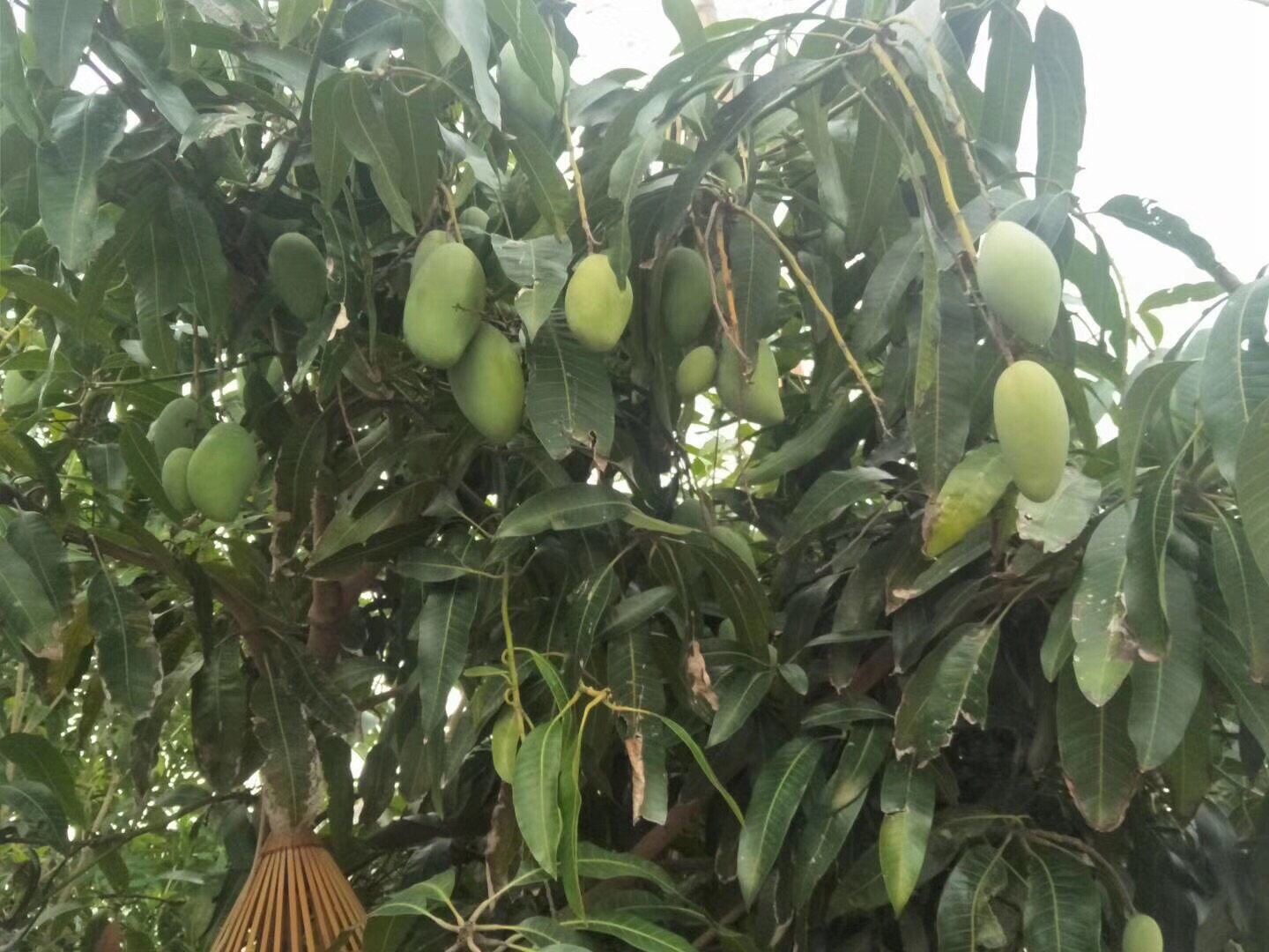 顺德鱼果生态园