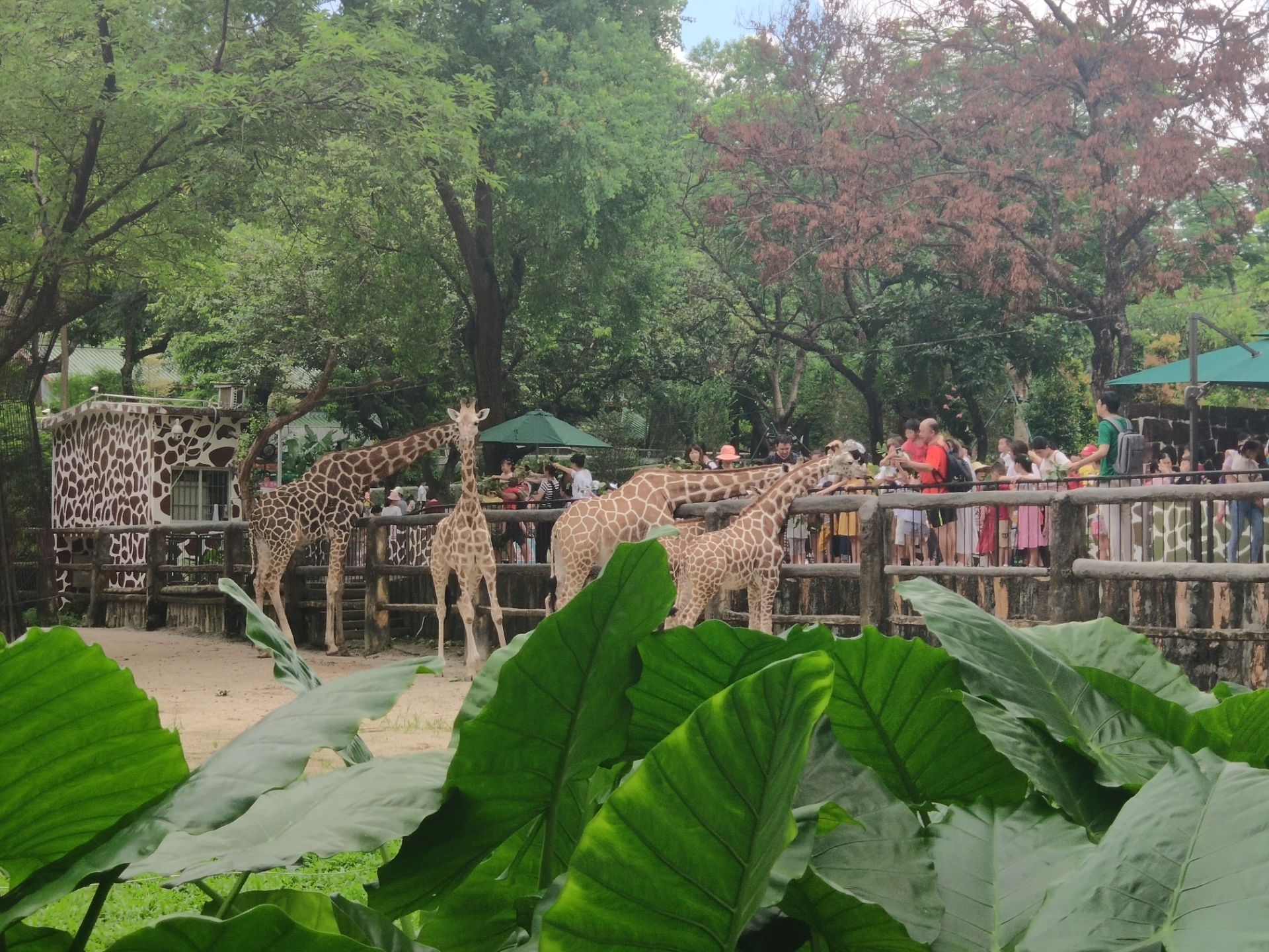 廣州動物園