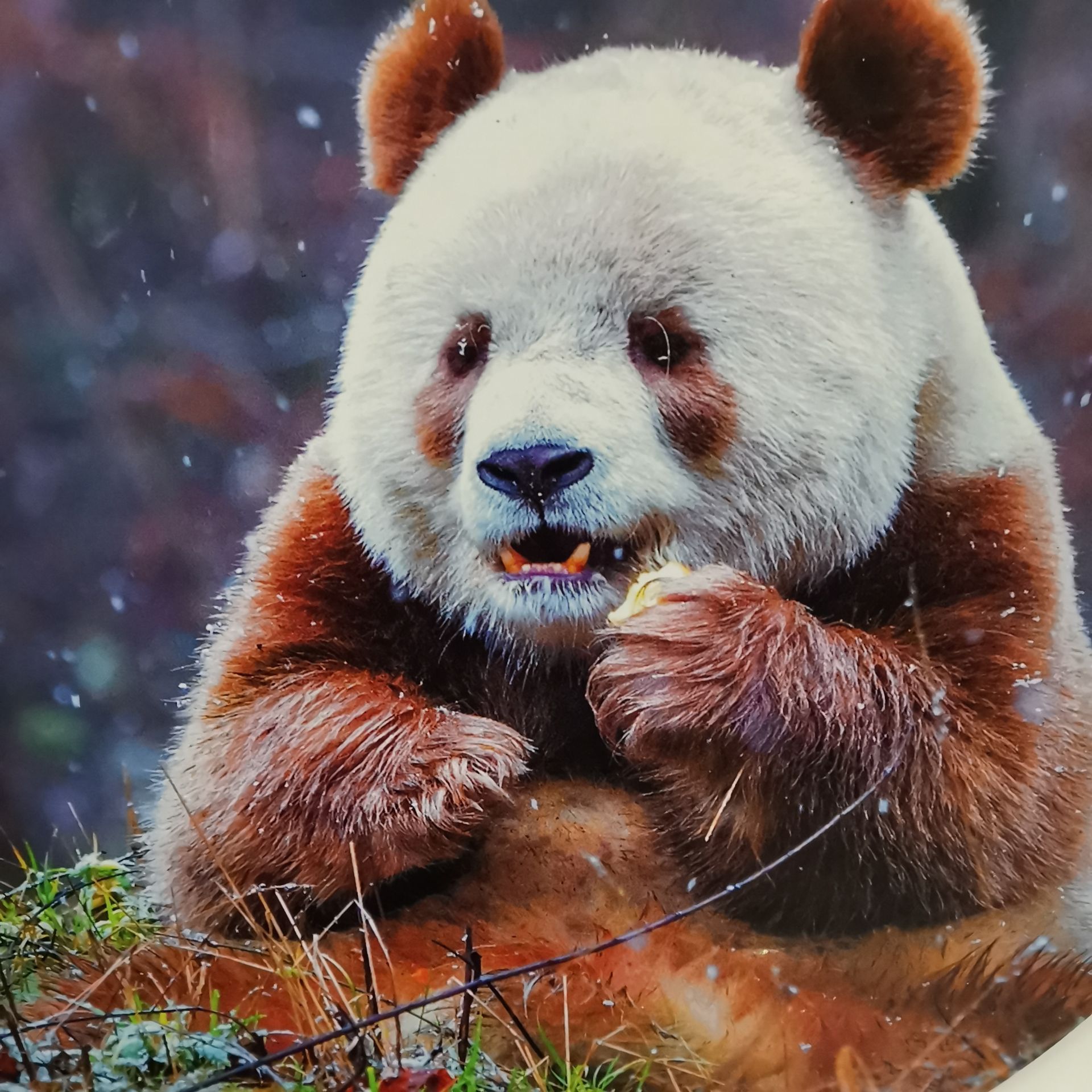 陕西佛坪县：“熊猫之乡”走出特色产业脱贫路 - 西部网（陕西新闻网）