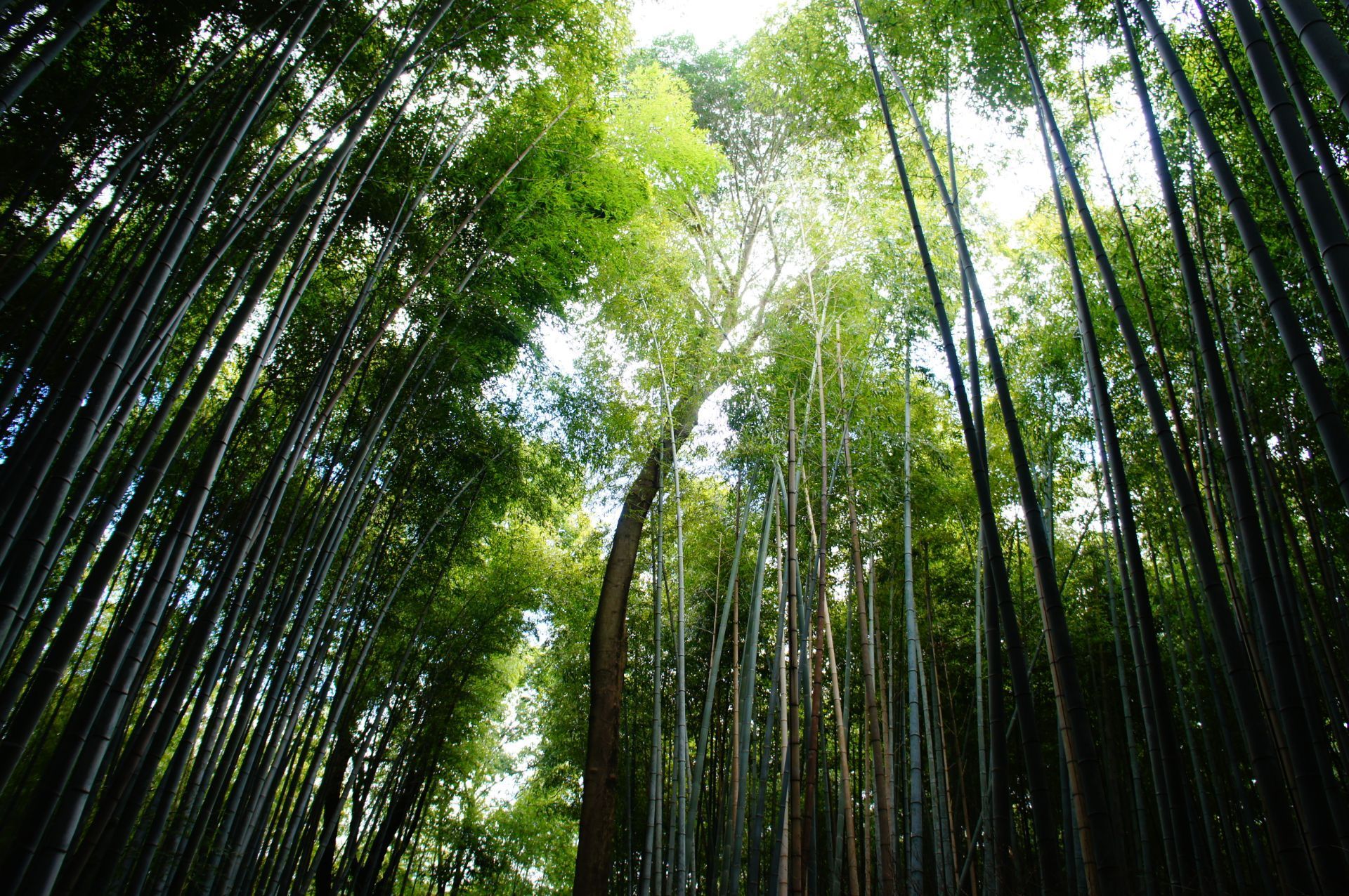 这样的野生竹林很少见,也相当壮观.