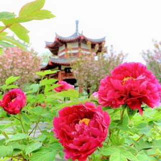 隋唐城遺址植物園