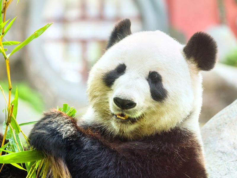 下渚湖熊猫园