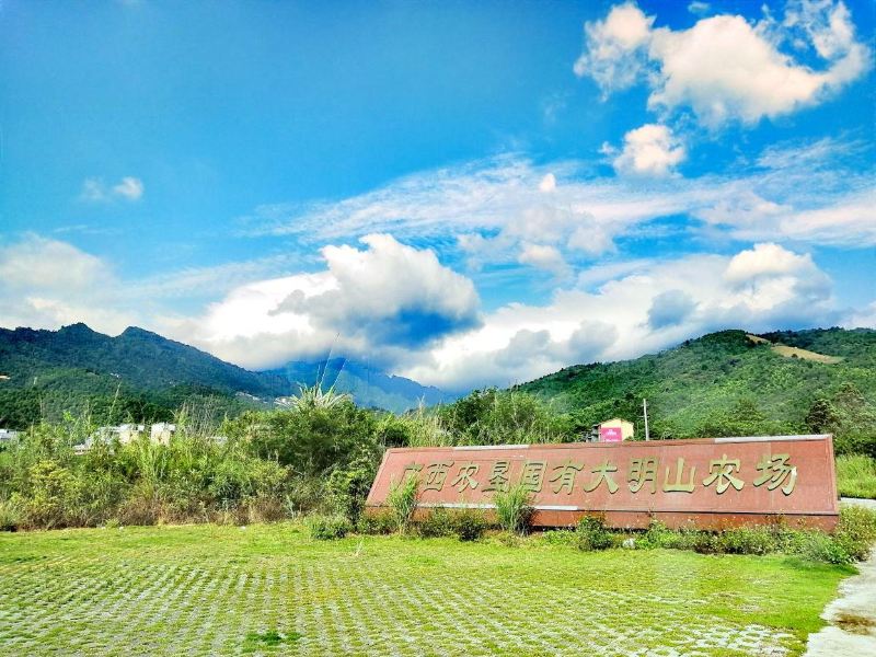 上林大明山茶场攻略-大明山茶场门票价格多少钱-团购票价预定优惠