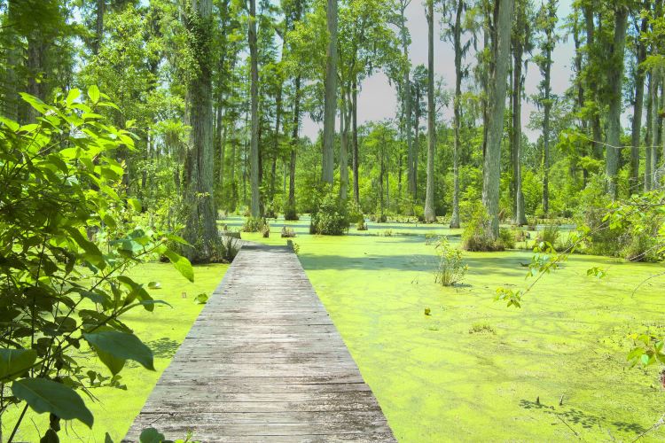 Cypress Gardens travel guidebook –must visit attractions in Orlando ...