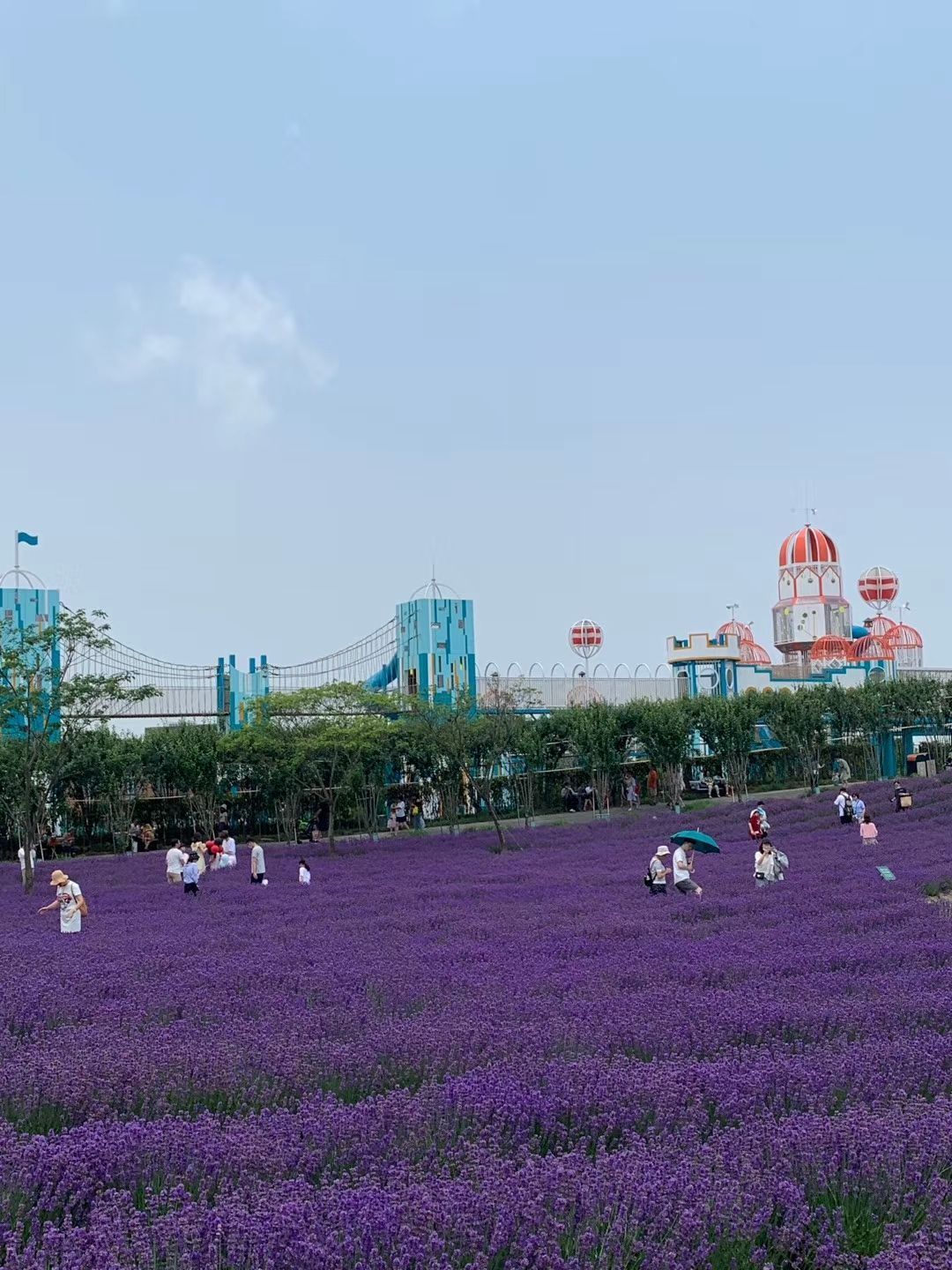 2020上海薰衣草公园-旅游攻略-门票-地址-问答-游记点评，上海旅游旅游景点推荐-去哪儿攻略