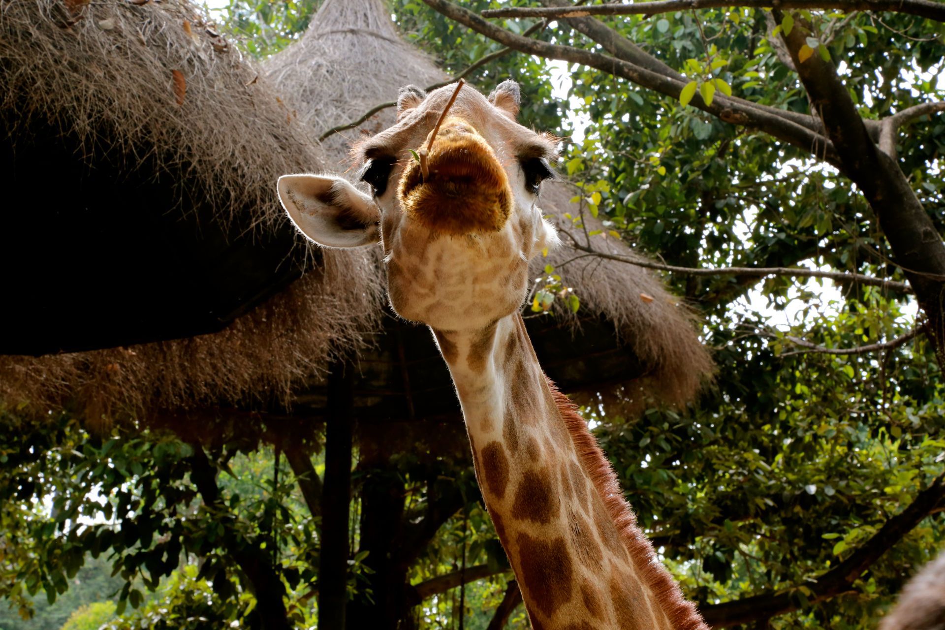 广州长隆野生动物世界好玩吗,广州长隆野生动物世界景点怎么样_点评