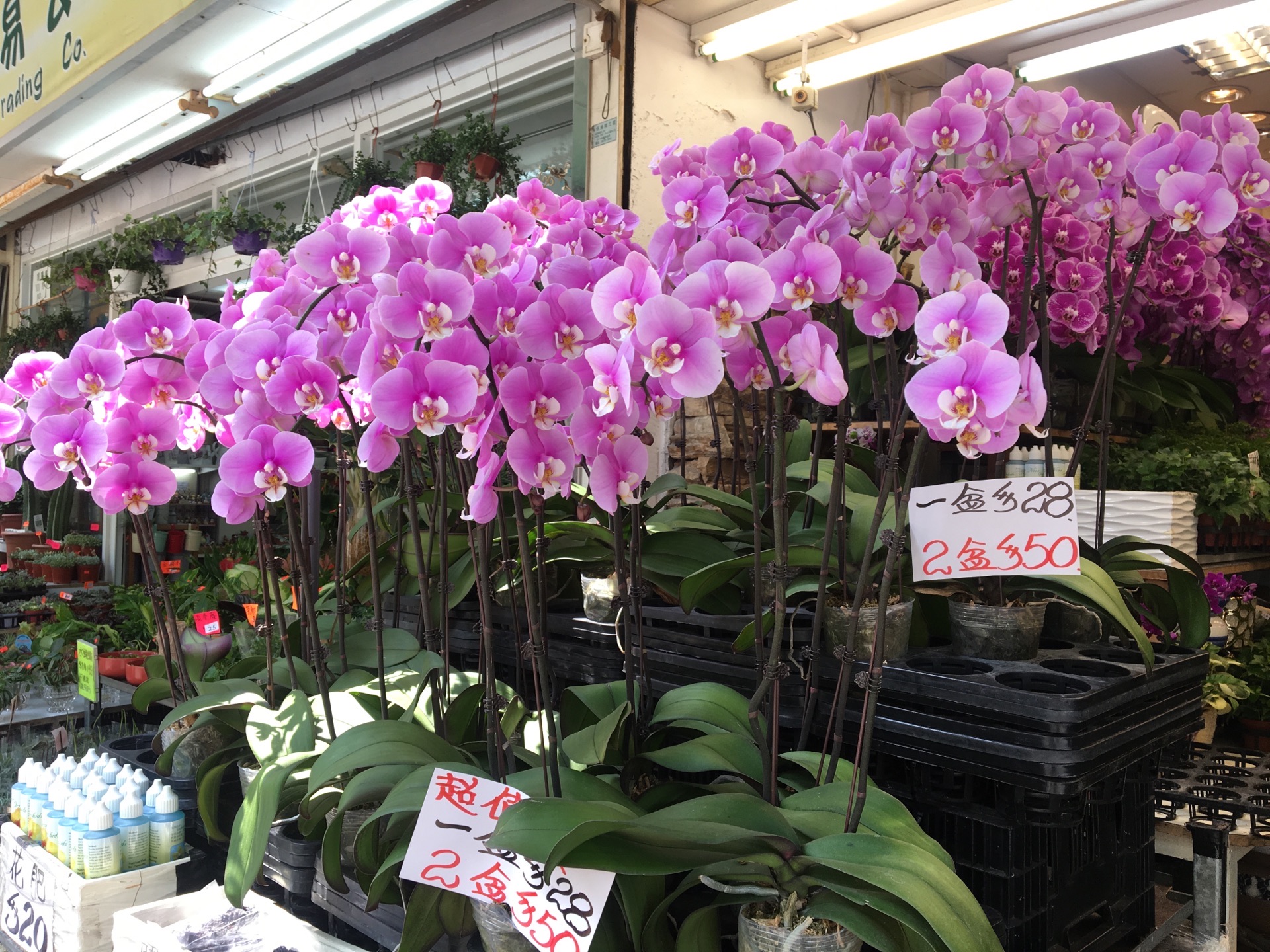 香港花墟道好玩吗 香港花墟道景点怎么样 点评 评价 携程攻略