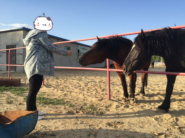 蓝天白云草原牛羊,一次完美的新疆吃肉之旅