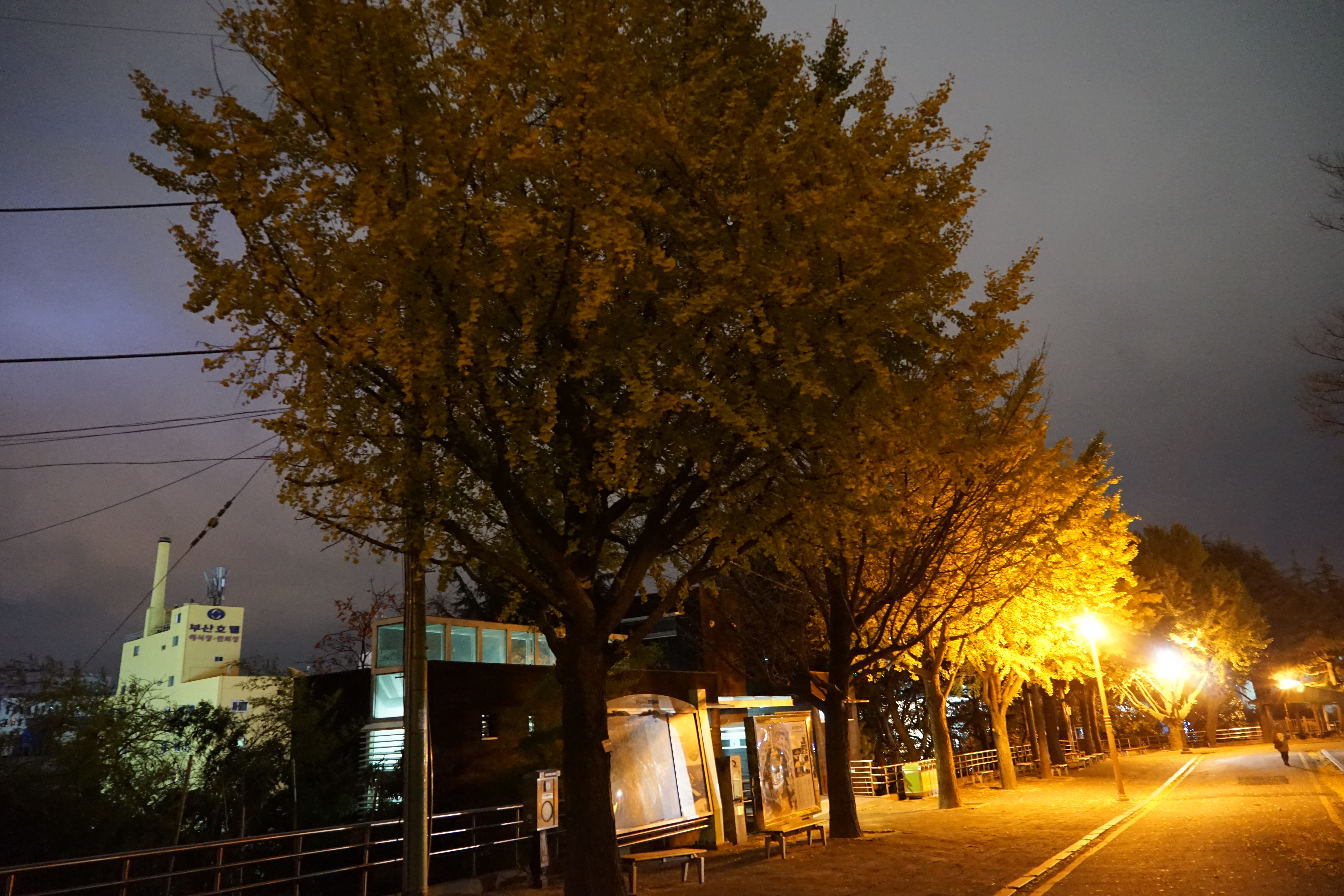 釜山赏月路图片