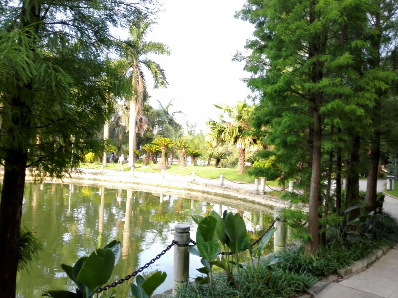 南寧金花茶公園好玩嗎,南寧金花茶公園景點怎麼樣_點評_評價【攜程