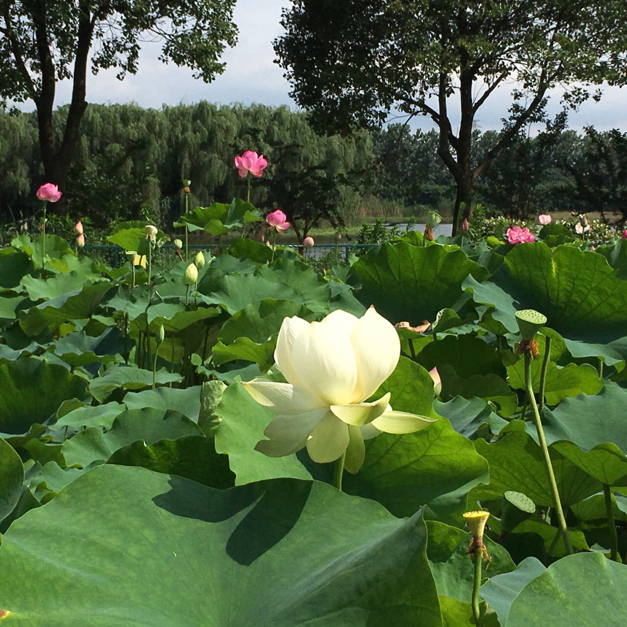 荷塘月色湿地公园