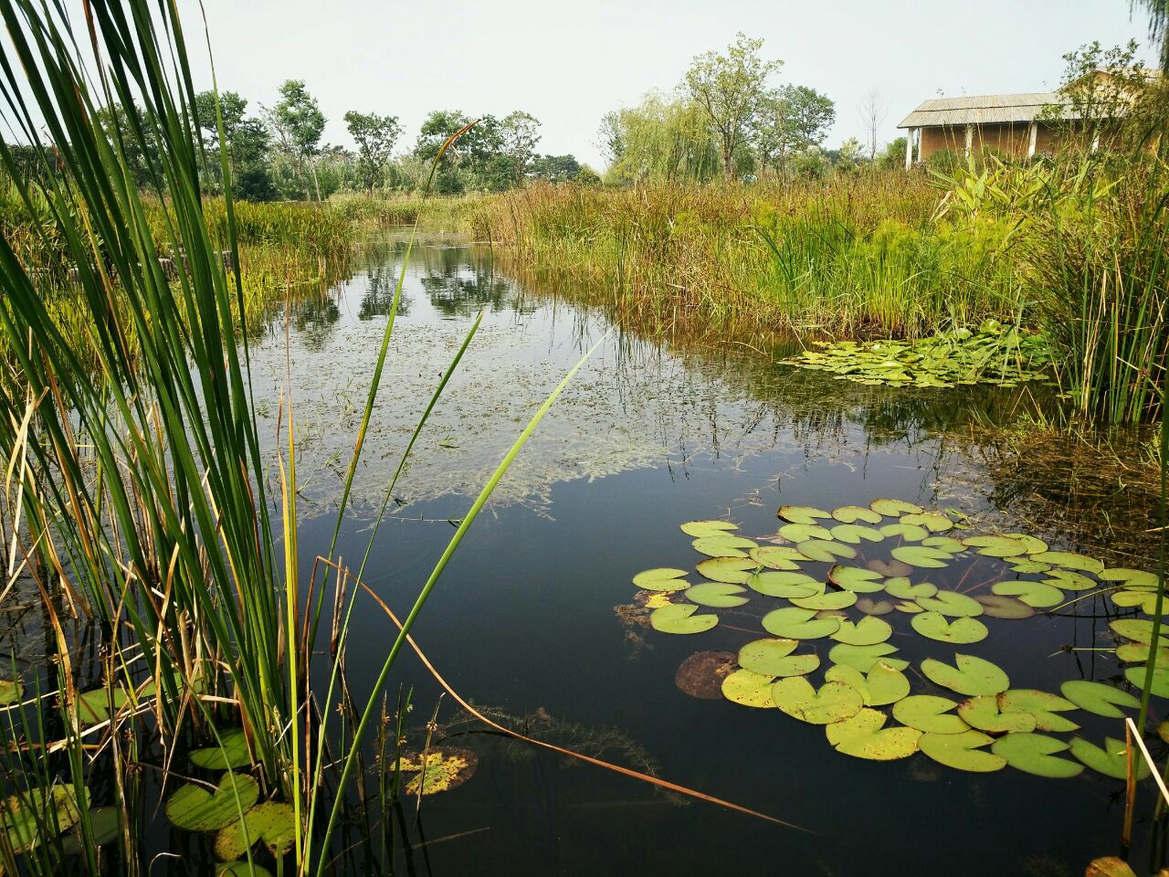 泗洪泗洪洪澤湖溼地好玩嗎,泗洪泗洪洪澤湖溼地景點怎麼樣_點評_評價