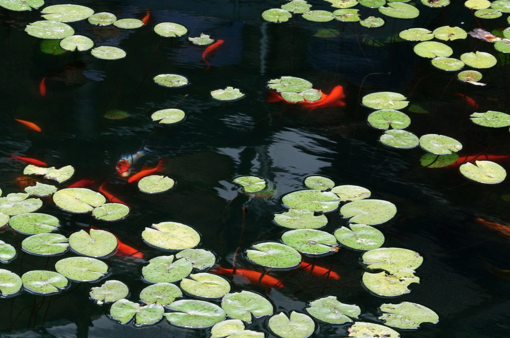 园中水池睡莲蔓生,鱼翔浅底.