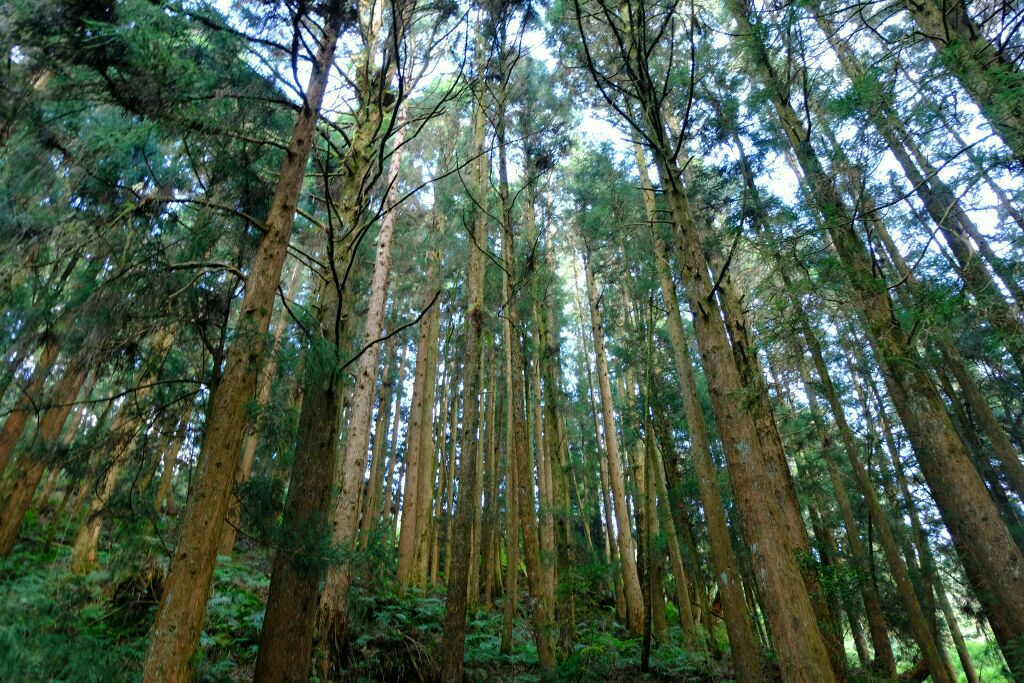 阿里山巨木群栈道图片