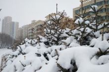 春季到青海来着雪！