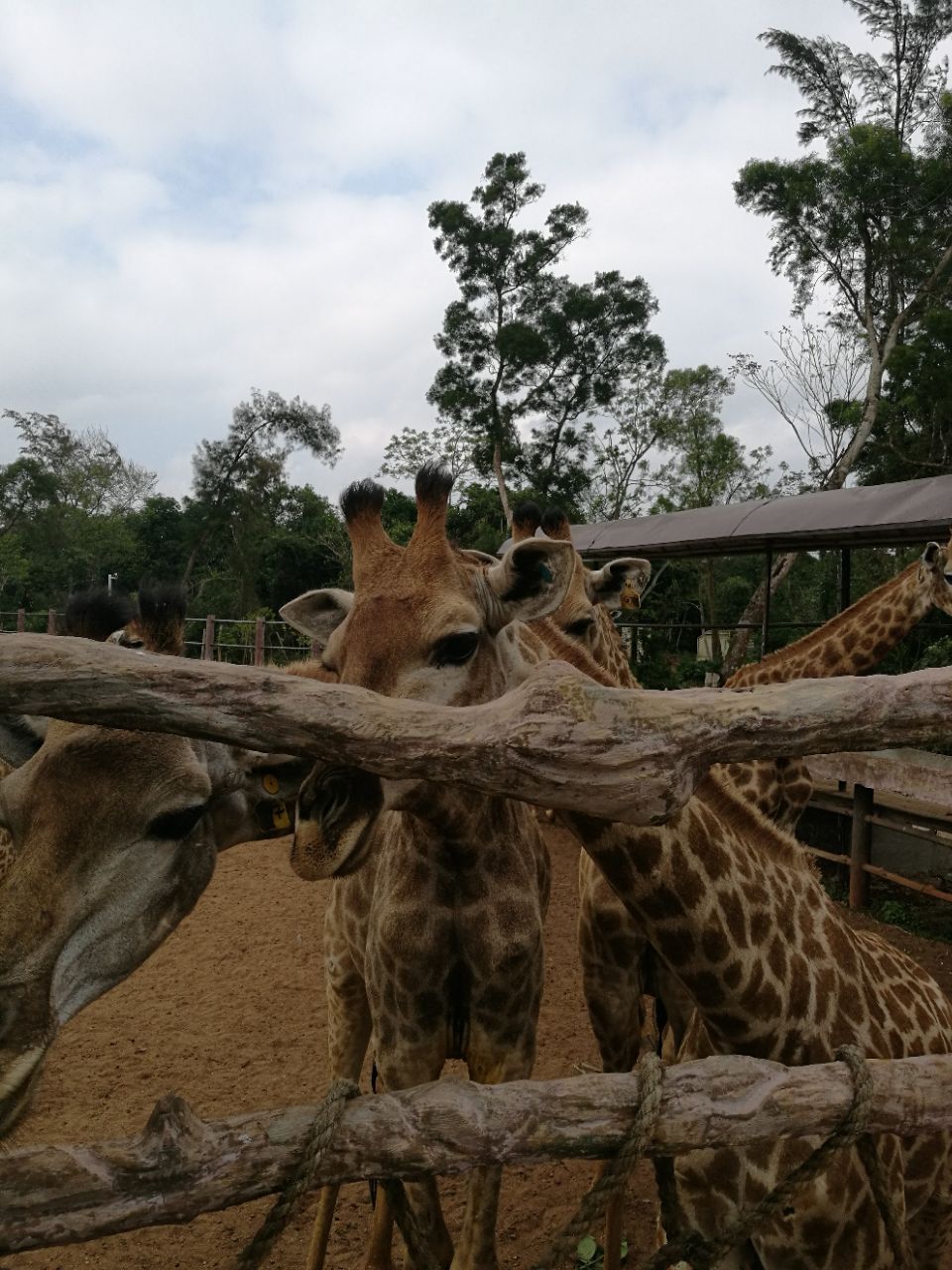 海南热带野生动植物园