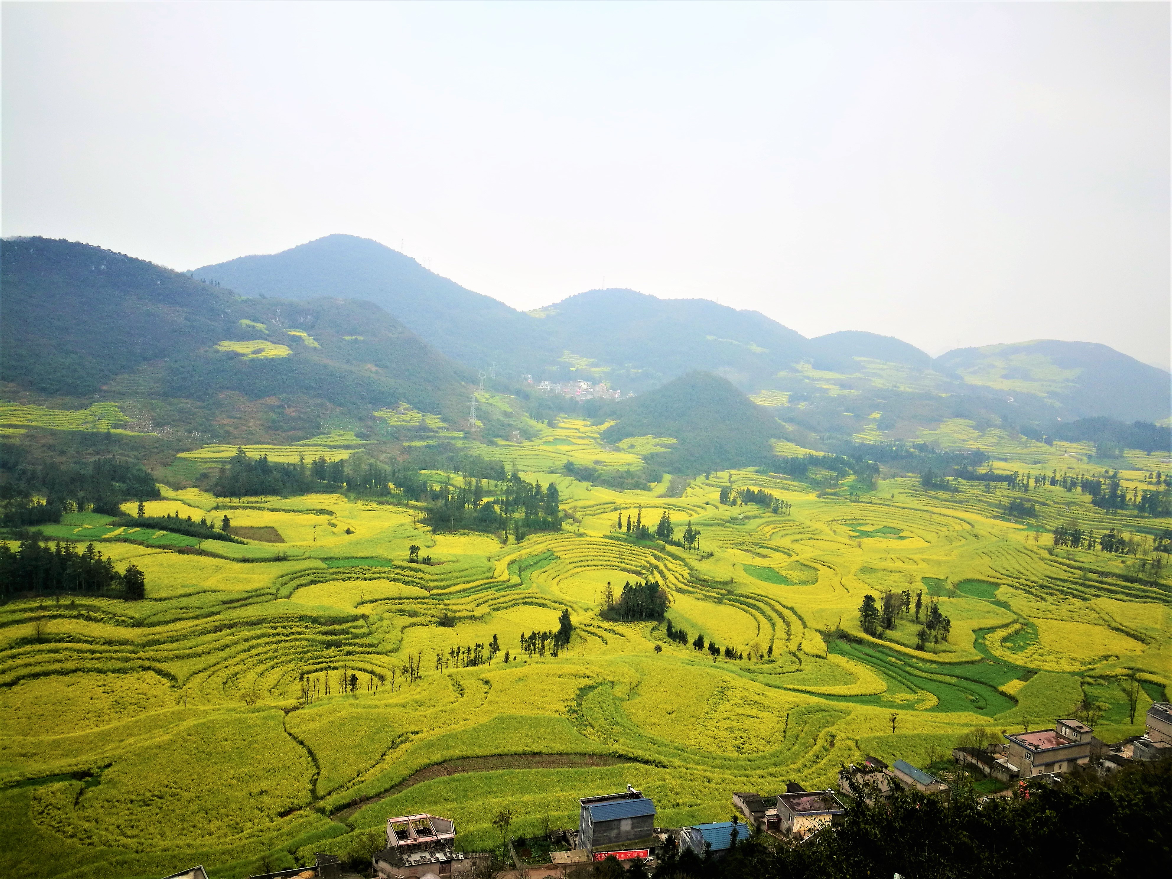 佛山油菜花田旅游景点图片