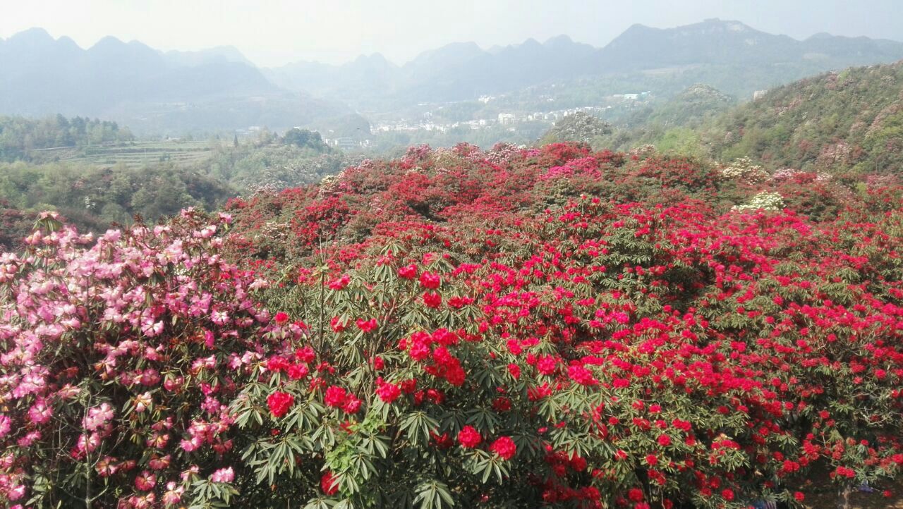 百里杜鵑風景區