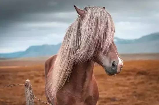 它是世界上抑郁症最多的国家,可画风明明超逗