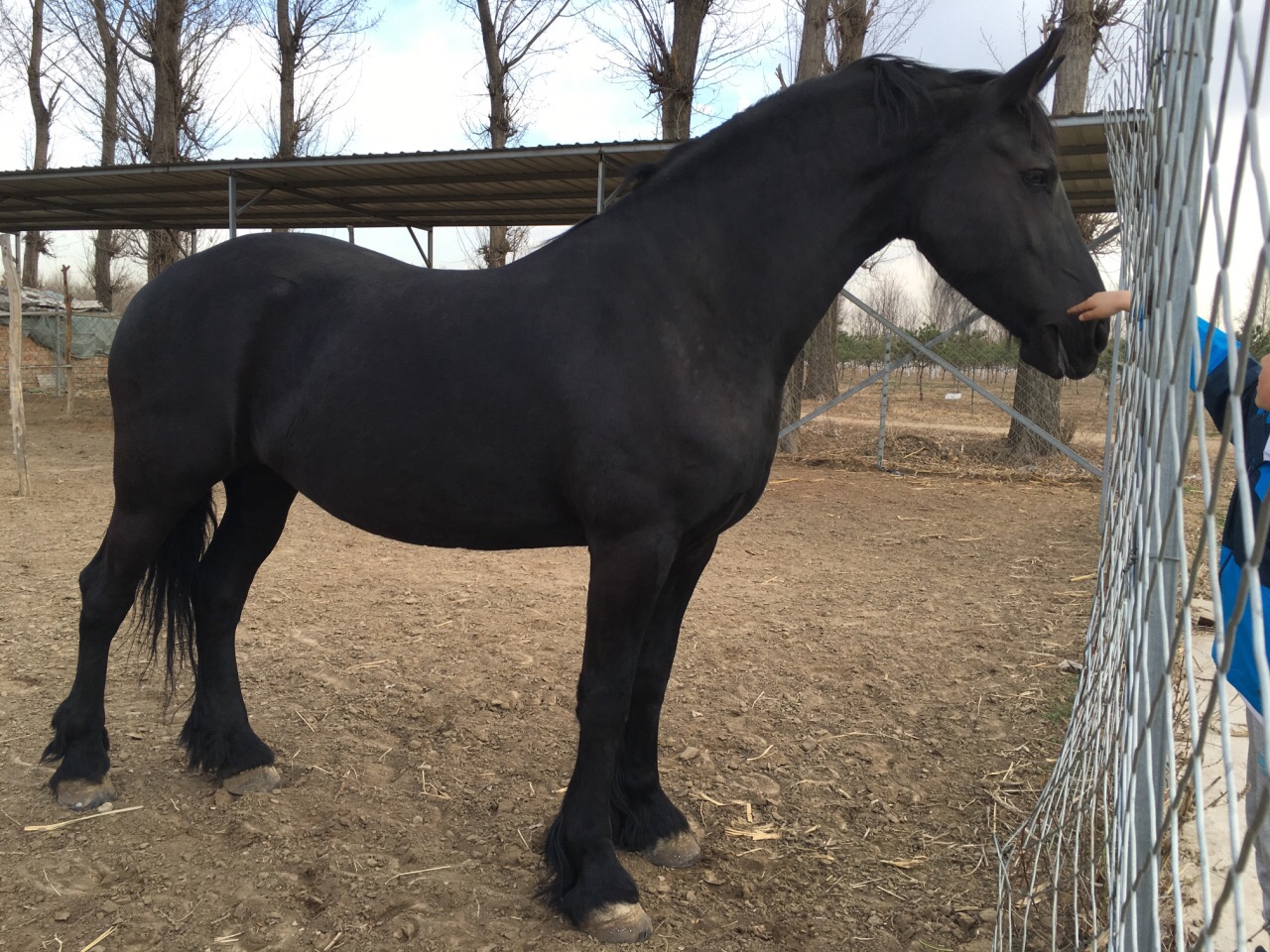 黑龙江虎林园国际马戏城