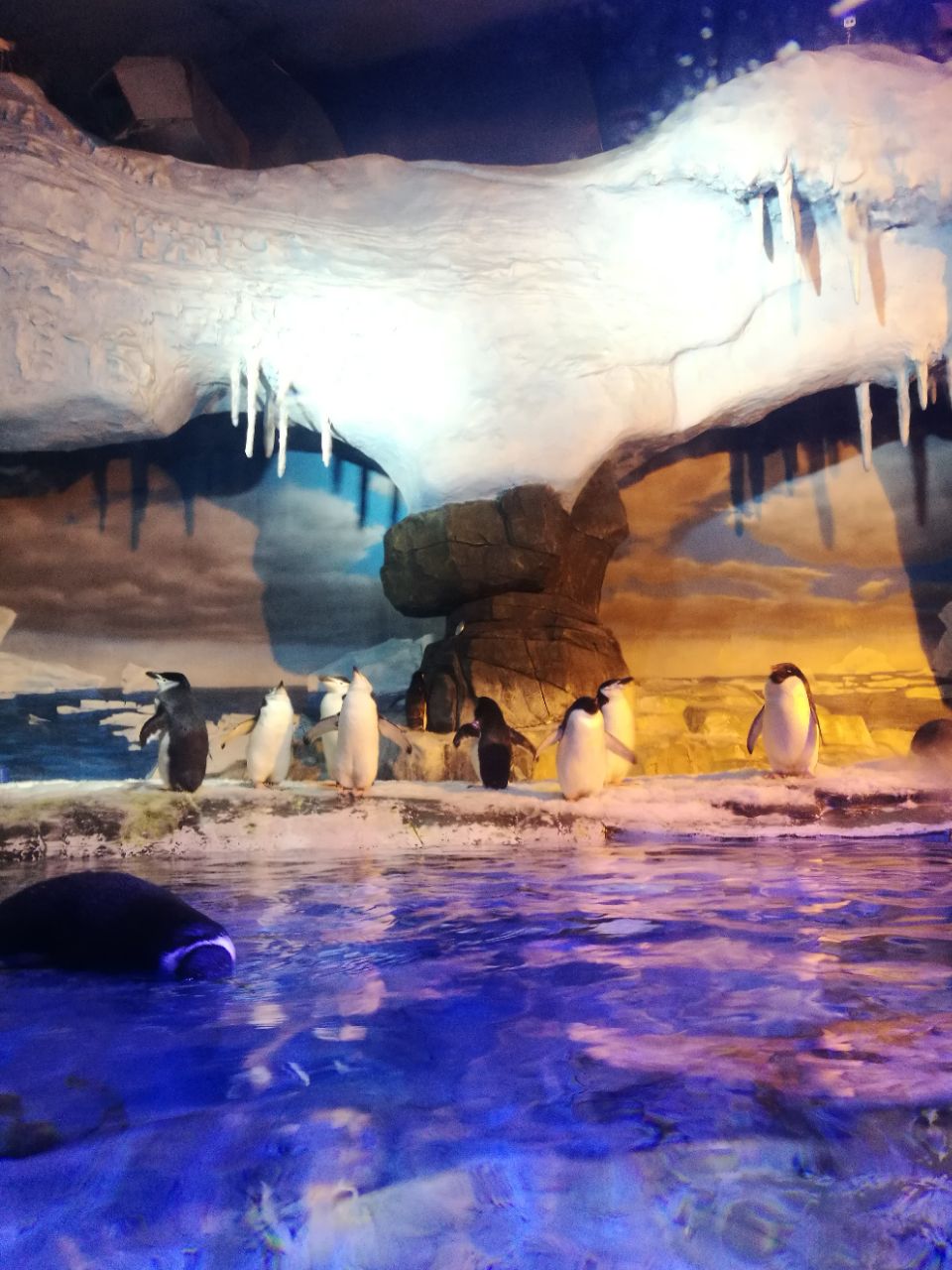 成都海昌极地海洋公园