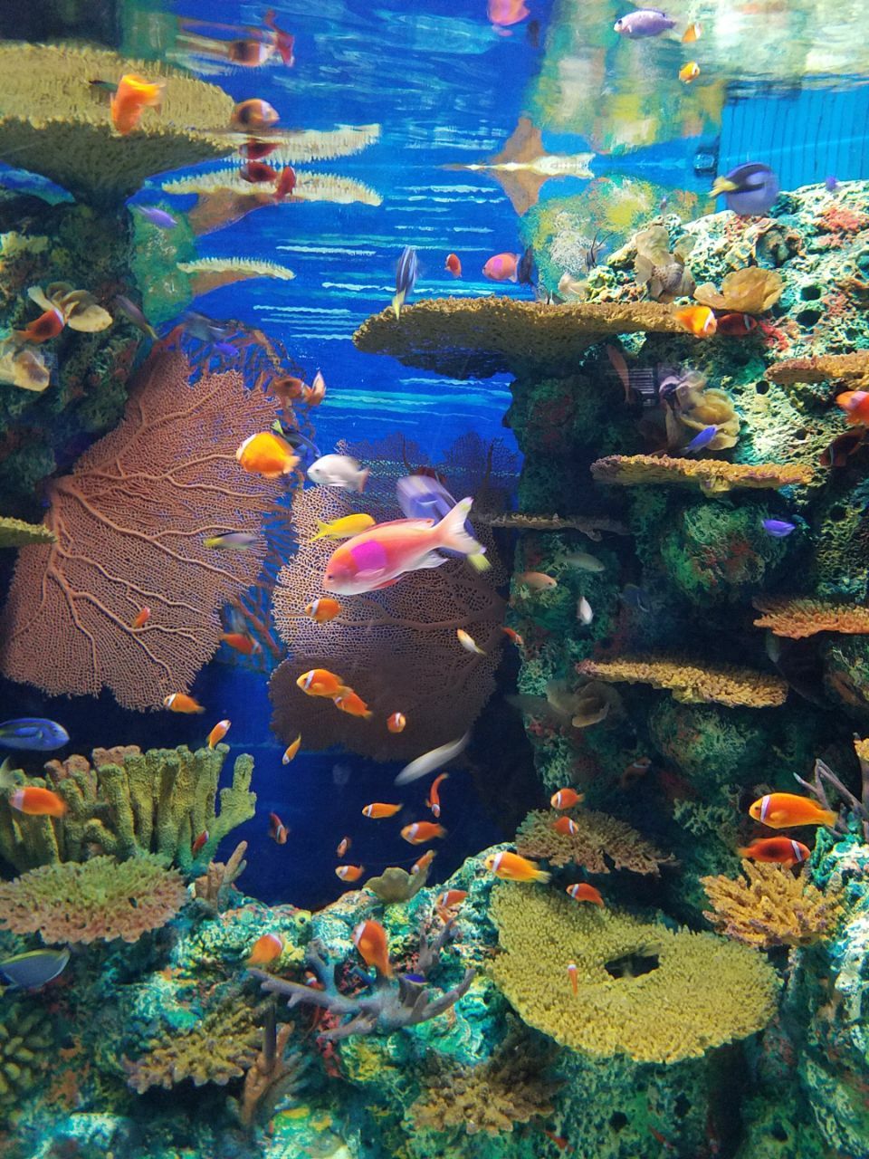 上海海洋水族馆