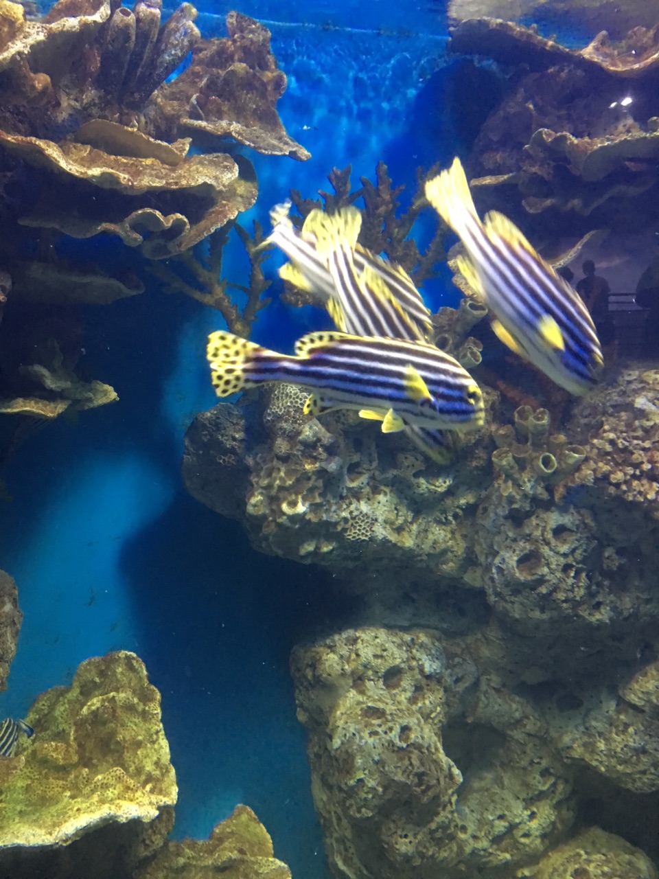 【携程攻略】罗源罗源湾海洋世界好玩吗,罗源罗源湾海洋世界景点怎么