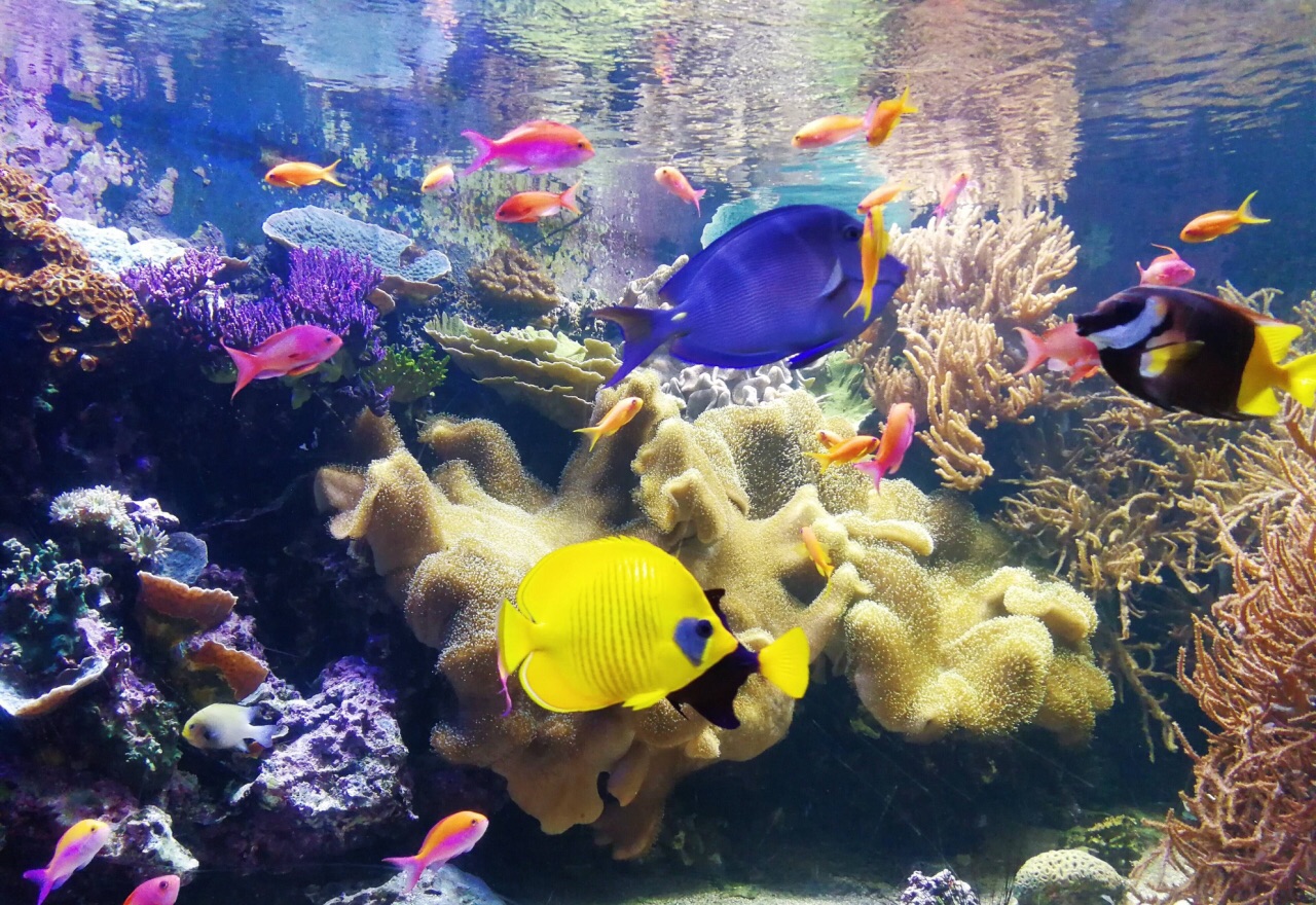 伦敦海洋生物水族馆